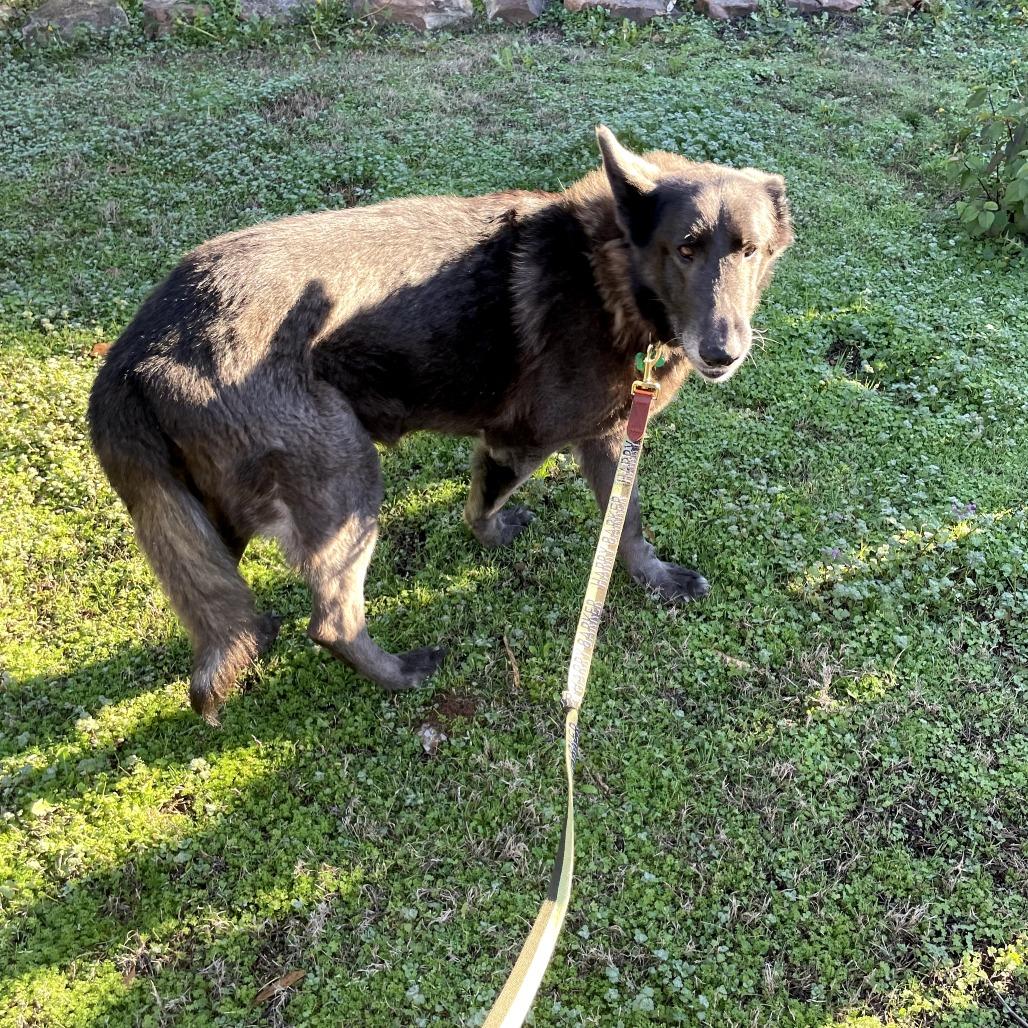 Enlarge Misty, a Adoptable Shepherd in Bessemer, AL image 1/6