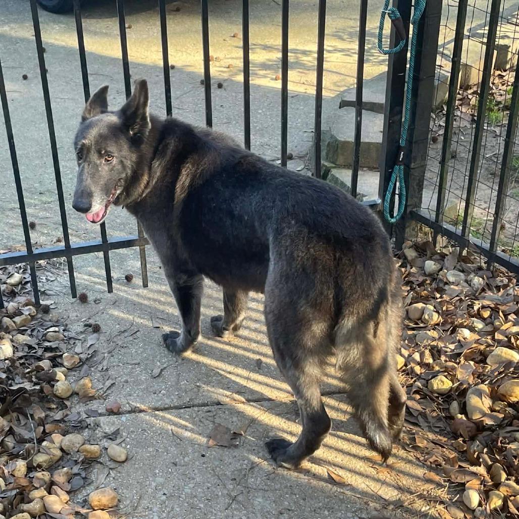 Enlarge Misty, a Adoptable Shepherd in Bessemer, AL image 2/6