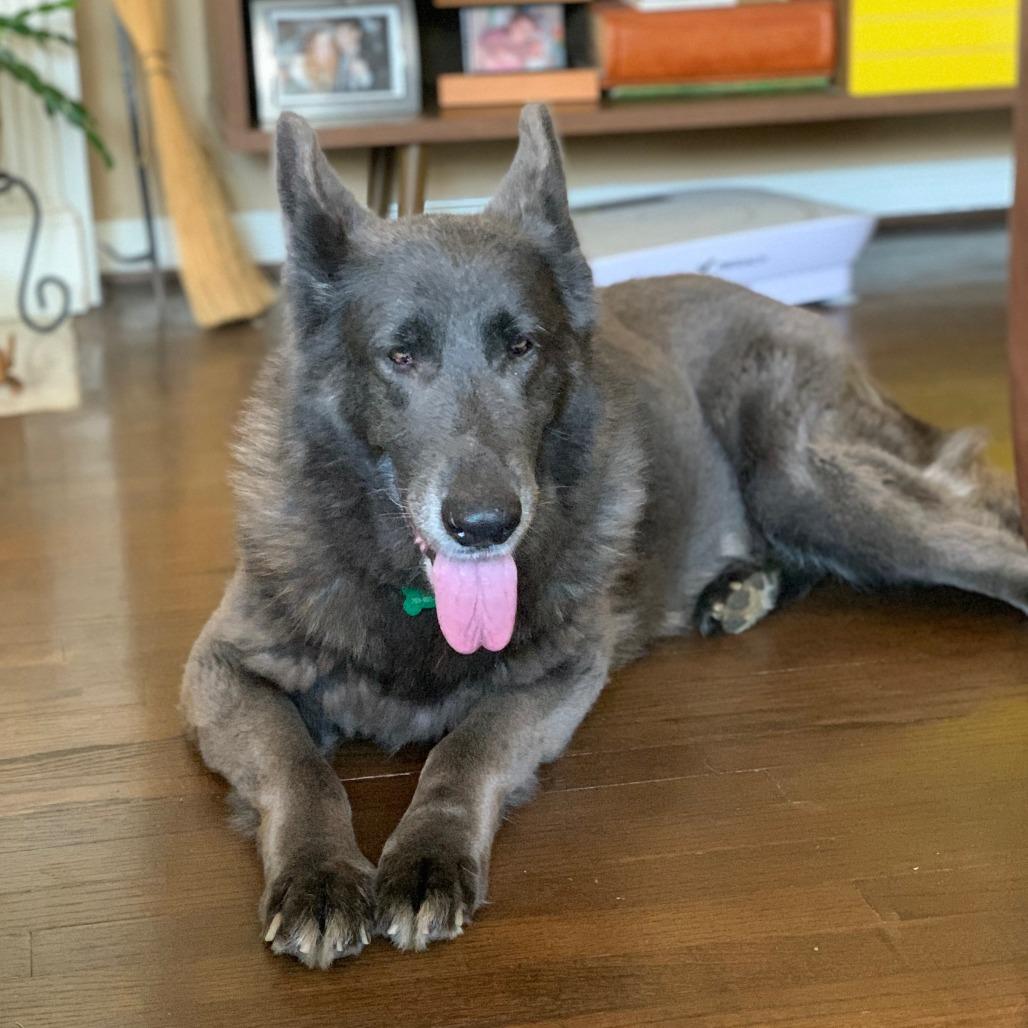 Enlarge Misty, a Adoptable Shepherd in Bessemer, AL image 3/6