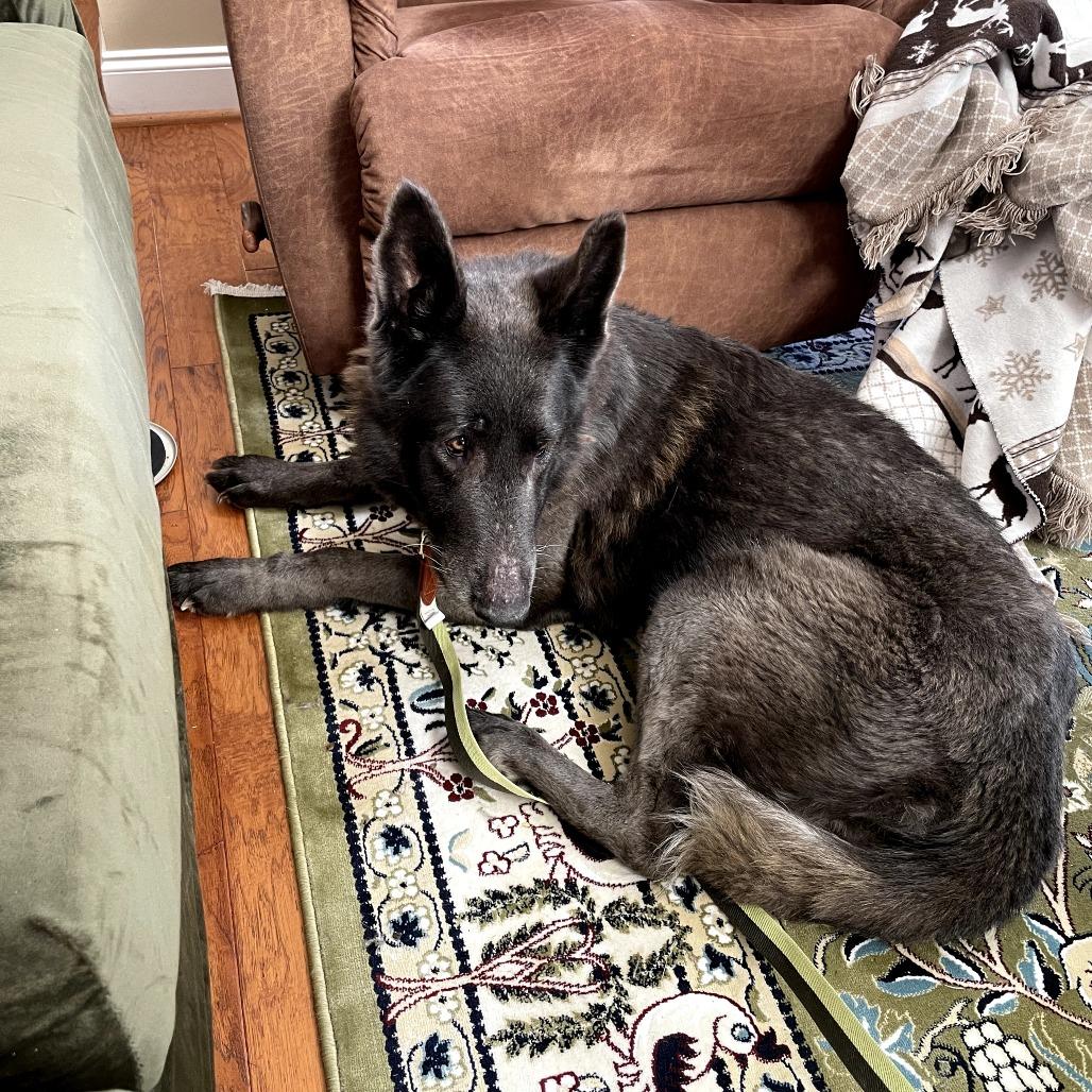 Enlarge Misty, a Adoptable Shepherd in Bessemer, AL image 6/6