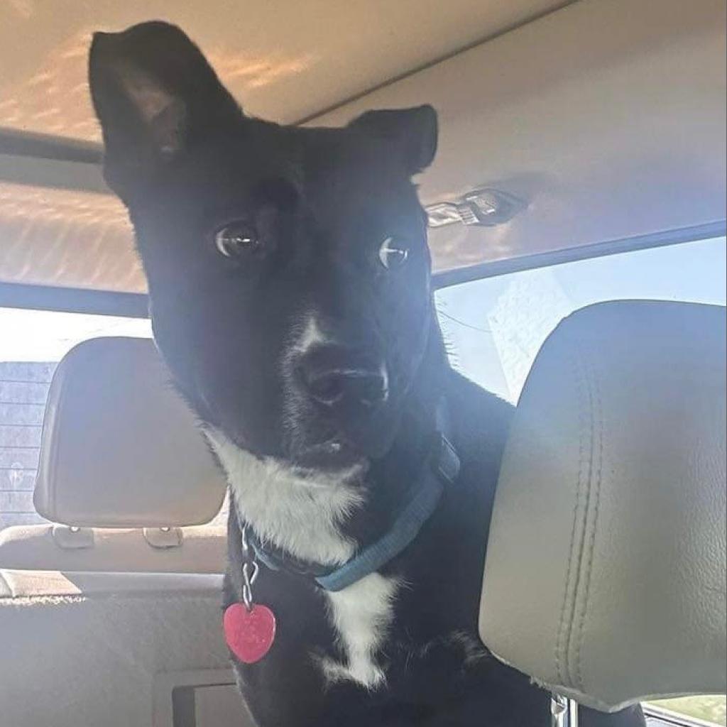 Enlarge Bailey, a Adoptable mixed breed in Dodge City, KS image 1/1