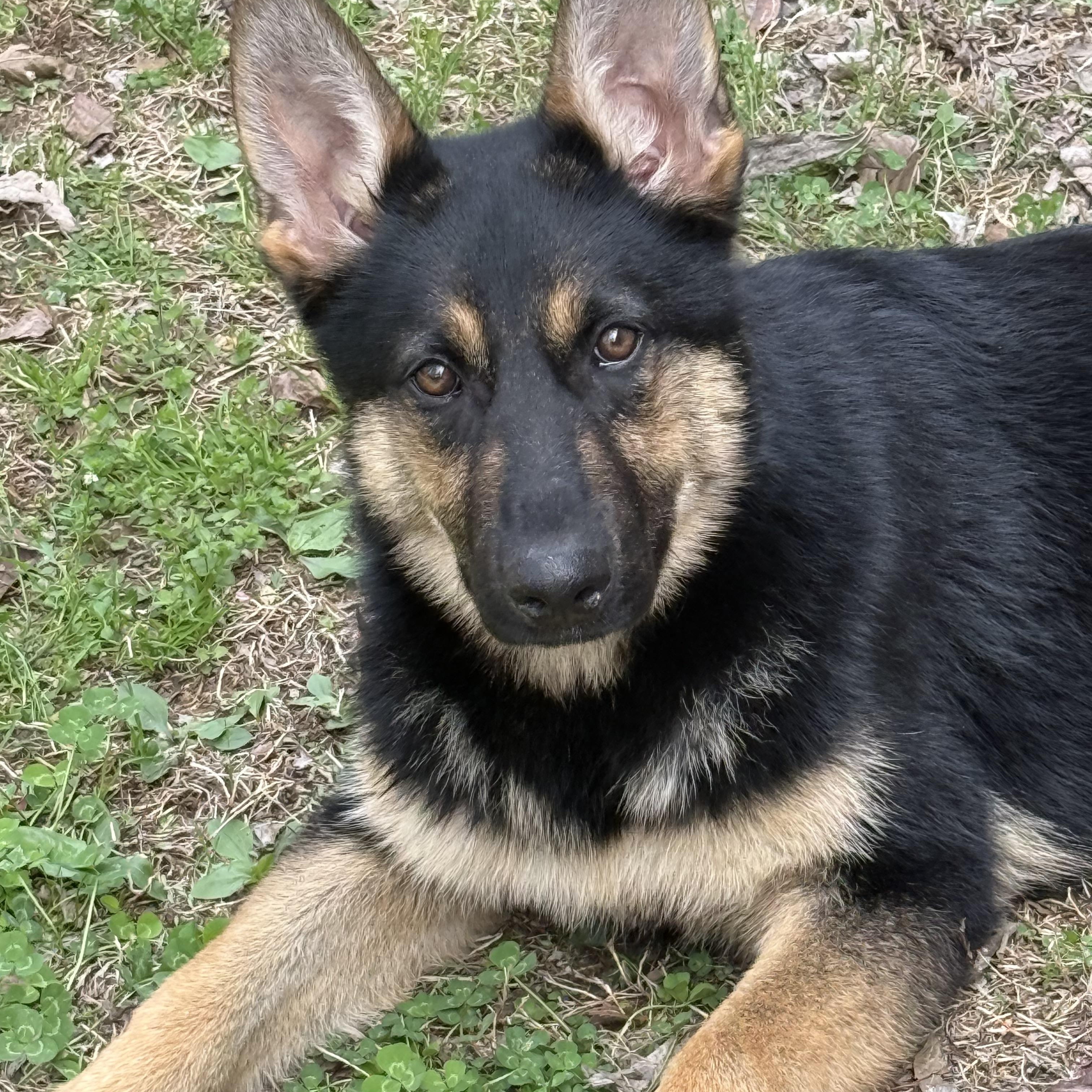 Enlarge Layla, a ADOPTABLE German Shepherd Dog in Mount Juliet, TN image 3/3