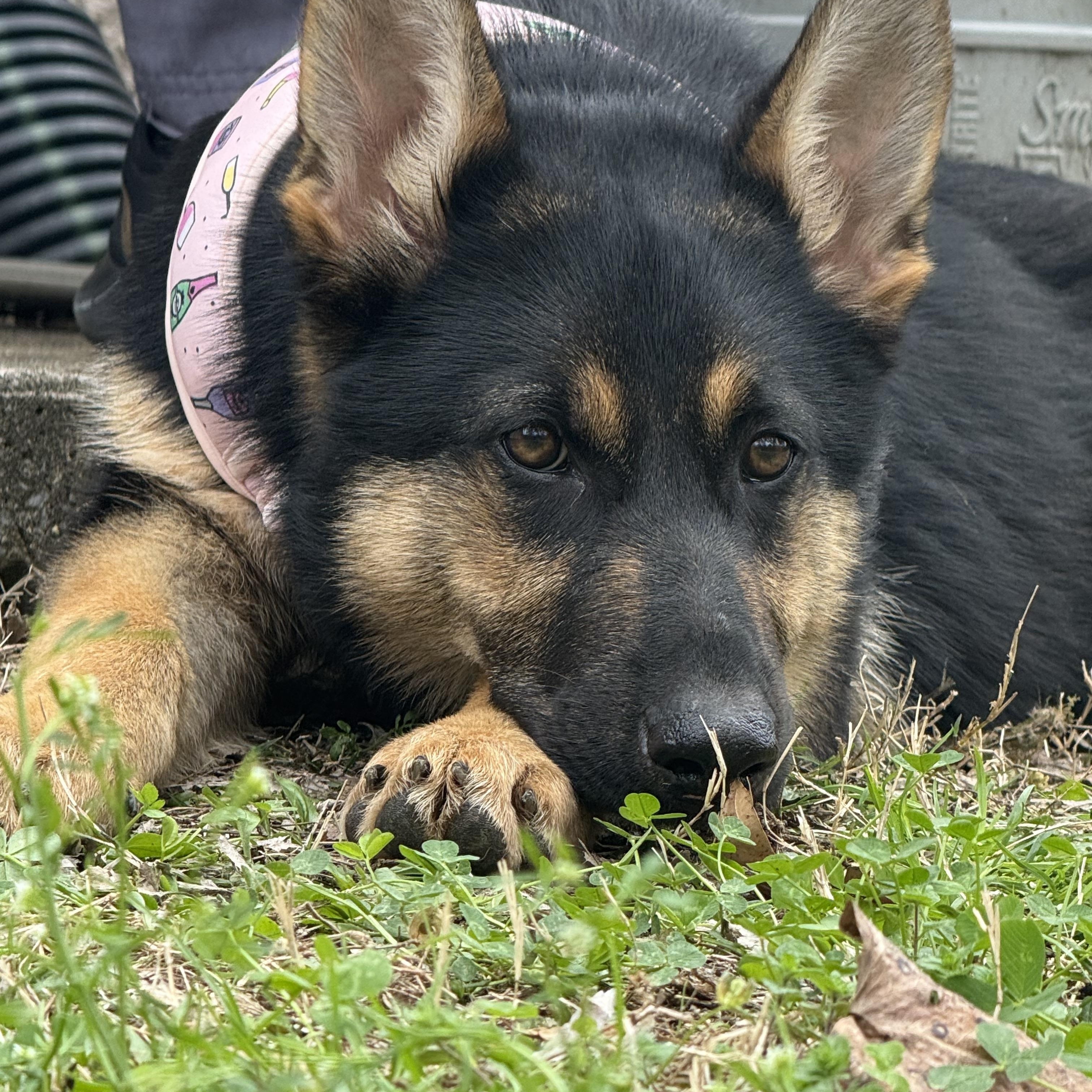 Enlarge Layla, a ADOPTABLE German Shepherd Dog in Mount Juliet, TN image 2/3