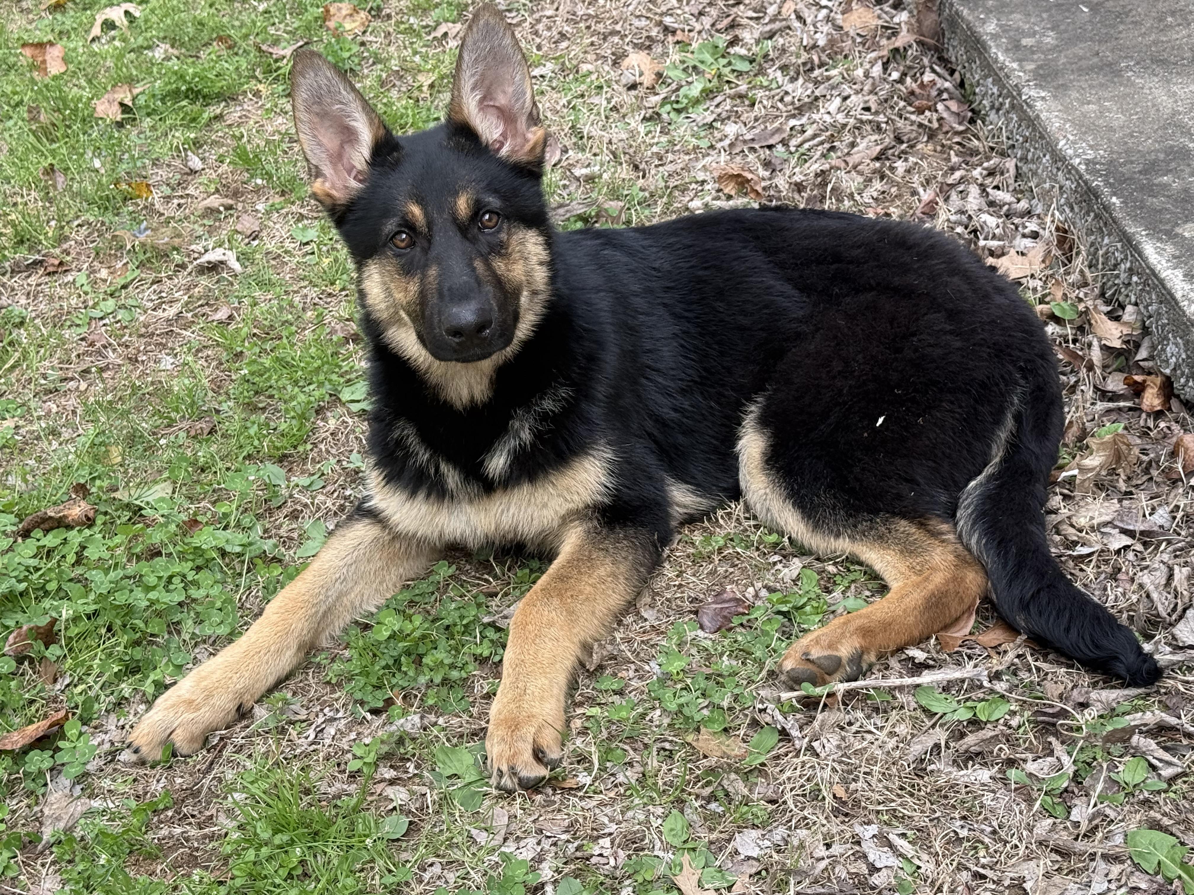 Layla, ADOPTABLE, Young Female German Shepherd Dog.