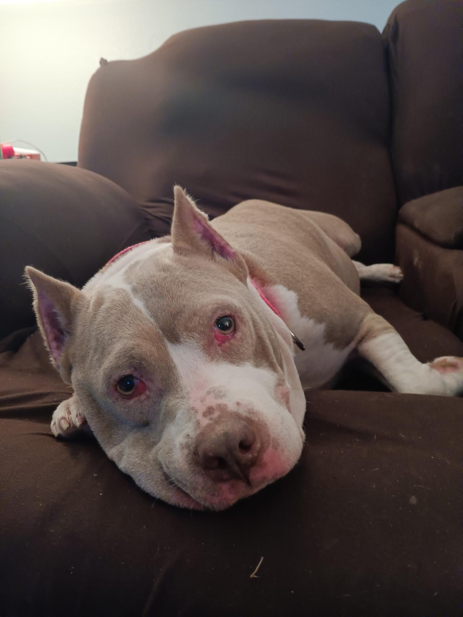 Enlarge Athena, a ADOPTABLE mixed breed in tampa, FL image 2/3