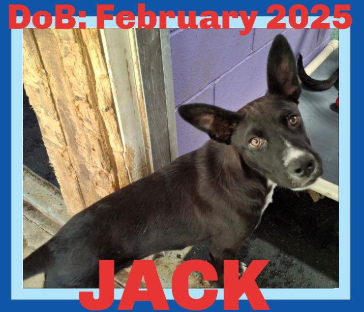JACK, Adopted, Young Male Basenji & Collie.