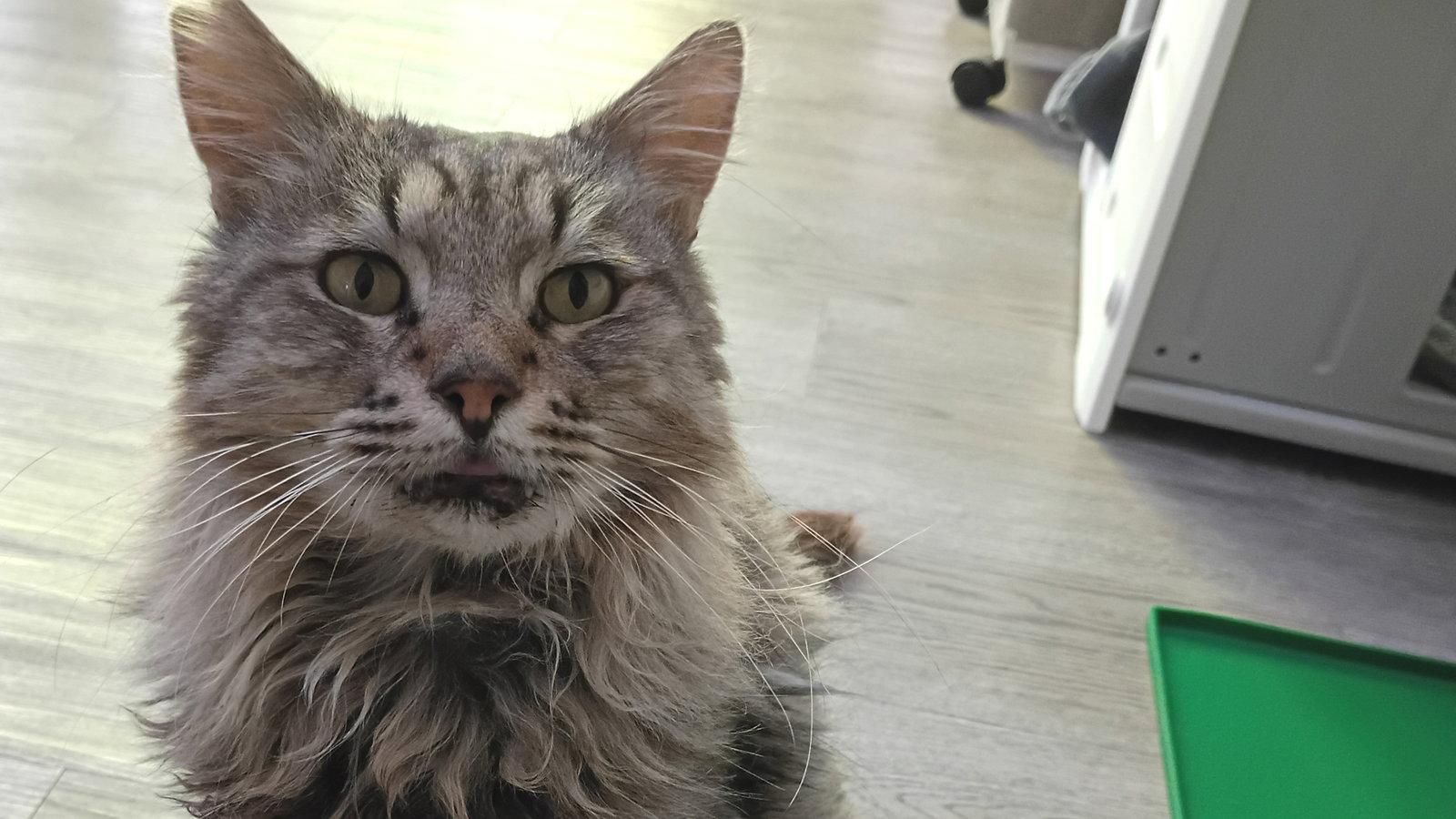 Mufasa, Adoptable, Adult Male Domestic Long Hair.