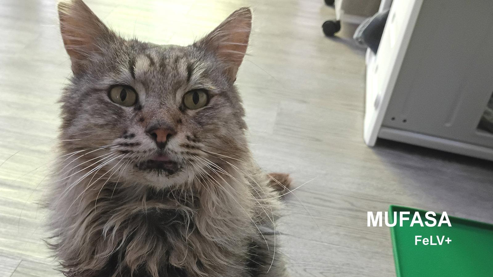 Enlarge Mufasa, a Adoptable Domestic Long Hair in Santa Rosa, CA image 2/3