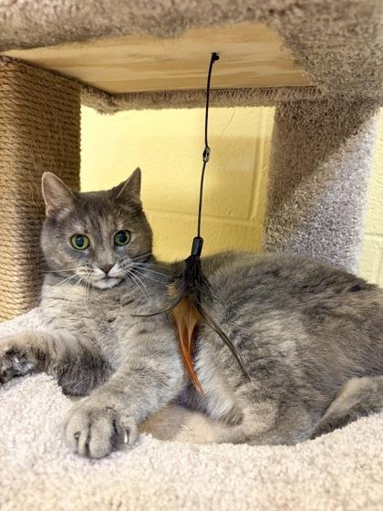 Nala, a Adoptable mixed breed in New Hope, PA image 1/3