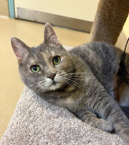 Nala, a Adoptable mixed breed in New Hope, PA image 2/3