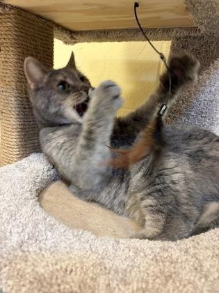 Nala, a Adoptable mixed breed in New Hope, PA image 3/3