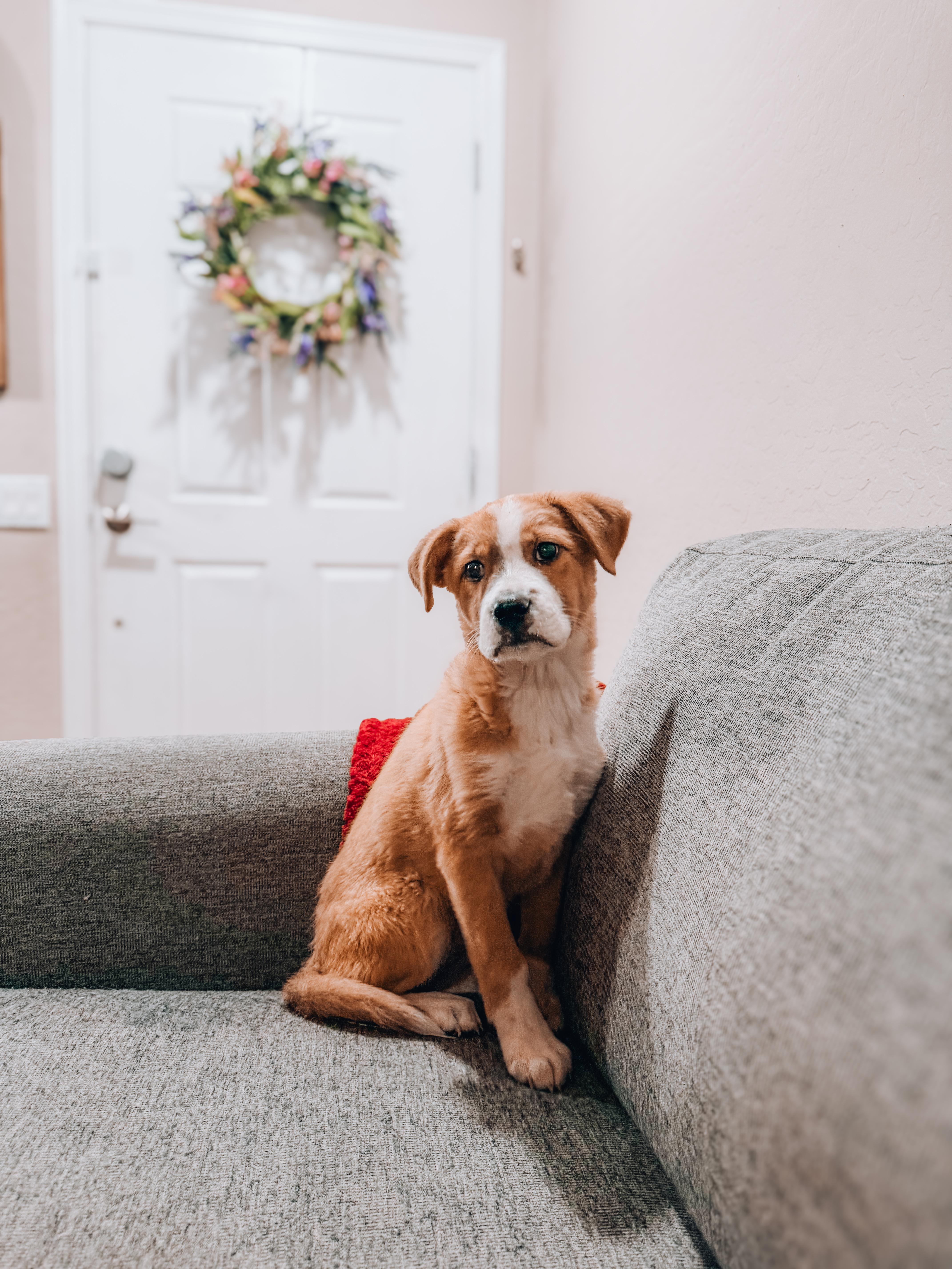 Spongebob, Adoptable, Puppy Male Shepherd & Black Mouth Cur.