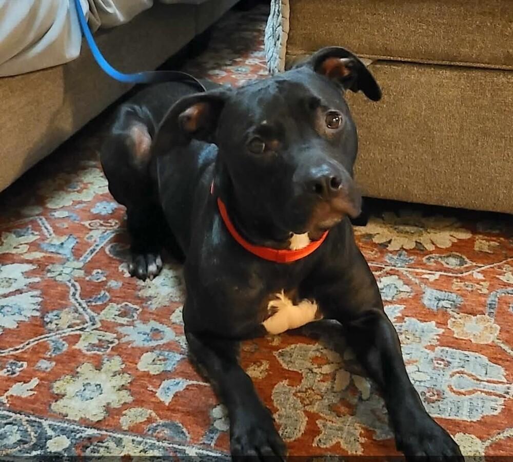 Valentine, Adoptable, Young Male Terrier.