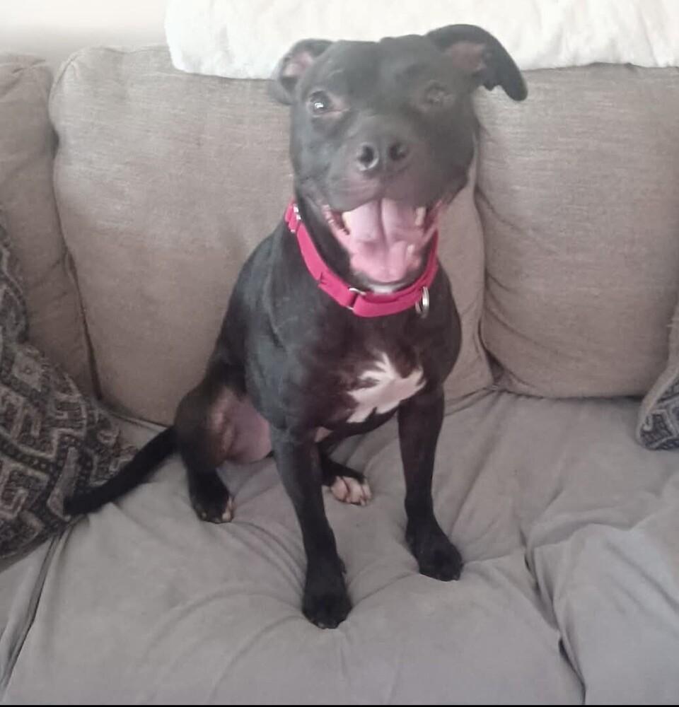 Enlarge Valentine, a Adoptable mixed breed in Wendell, NC image 2/4