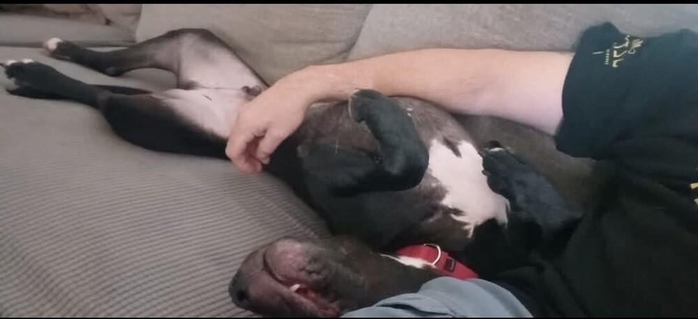 Enlarge Valentine, a Adoptable mixed breed in Wendell, NC image 4/4