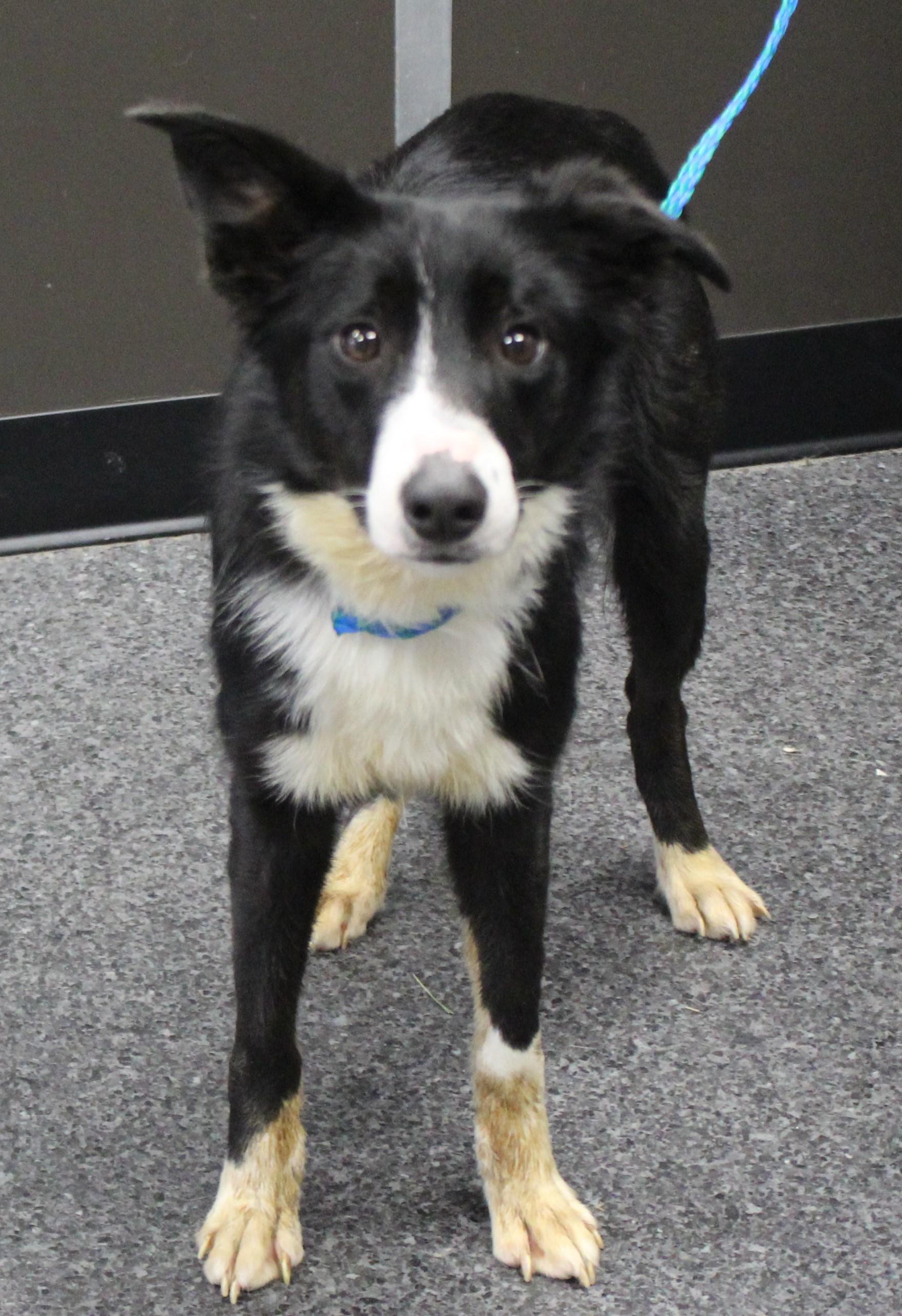 Enlarge Dakota (10038), a ADOPTABLE mixed breed in Heath, OH image 1/2