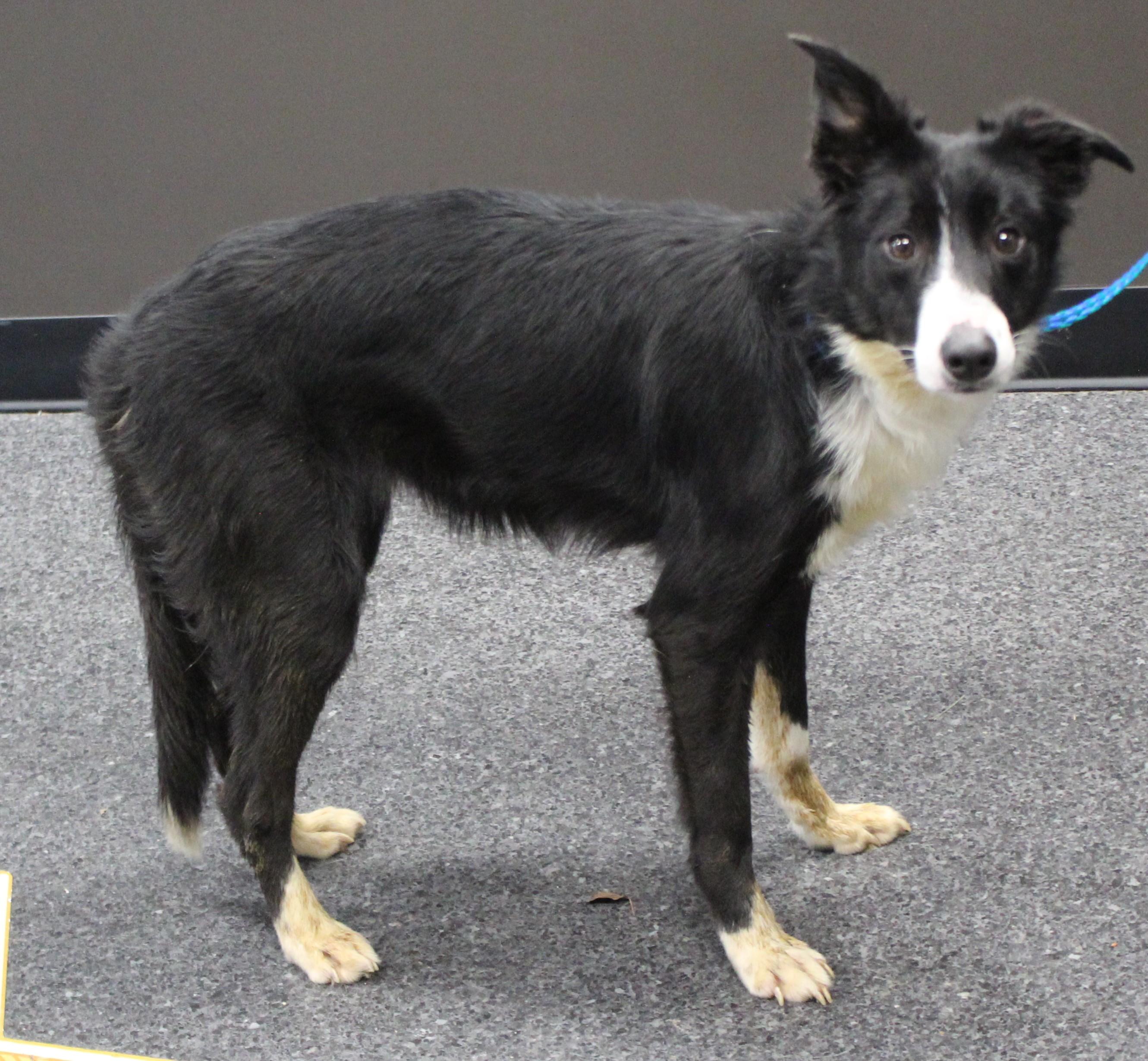 Enlarge Dakota (10038), a ADOPTABLE mixed breed in Heath, OH image 2/2