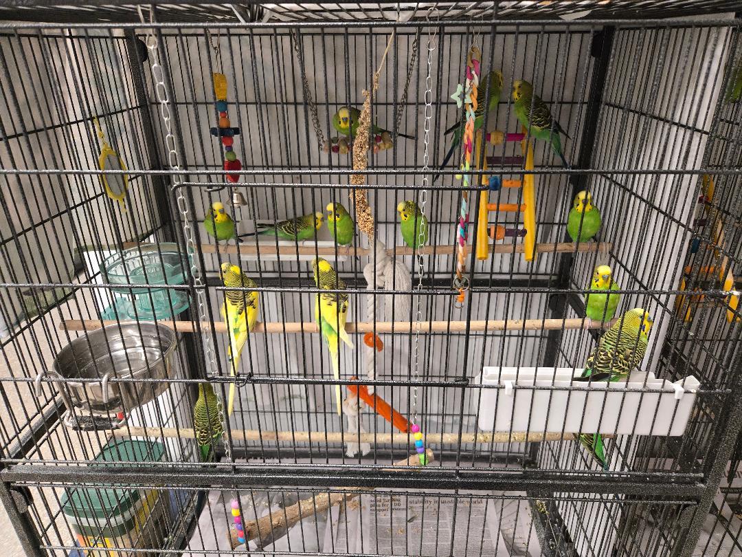 8 Males, Adult Male Parakeet (Other)