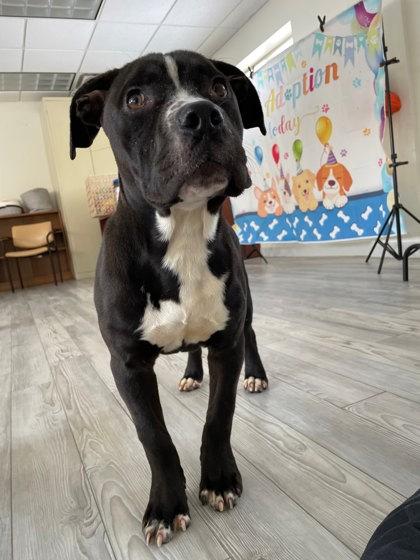 Enlarge Oakley, a Adoptable mixed breed in South Bend, IN image 2/2