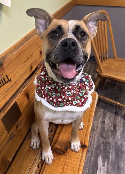 Enlarge Evangeline, a Adoptable mixed breed in Willmar, MN image 1/3