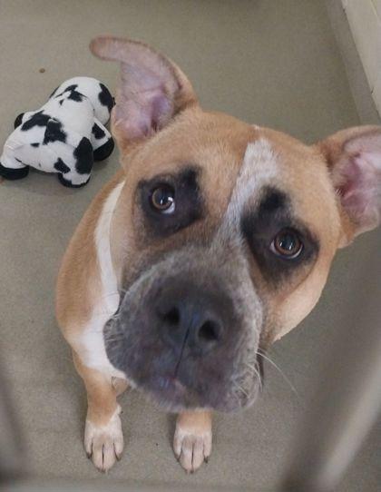 Enlarge Evangeline, a Adoptable mixed breed in Willmar, MN image 2/3