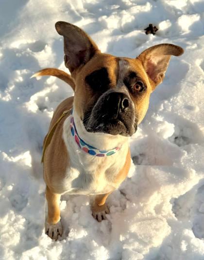 Enlarge Evangeline, a Adoptable mixed breed in Willmar, MN image 3/3