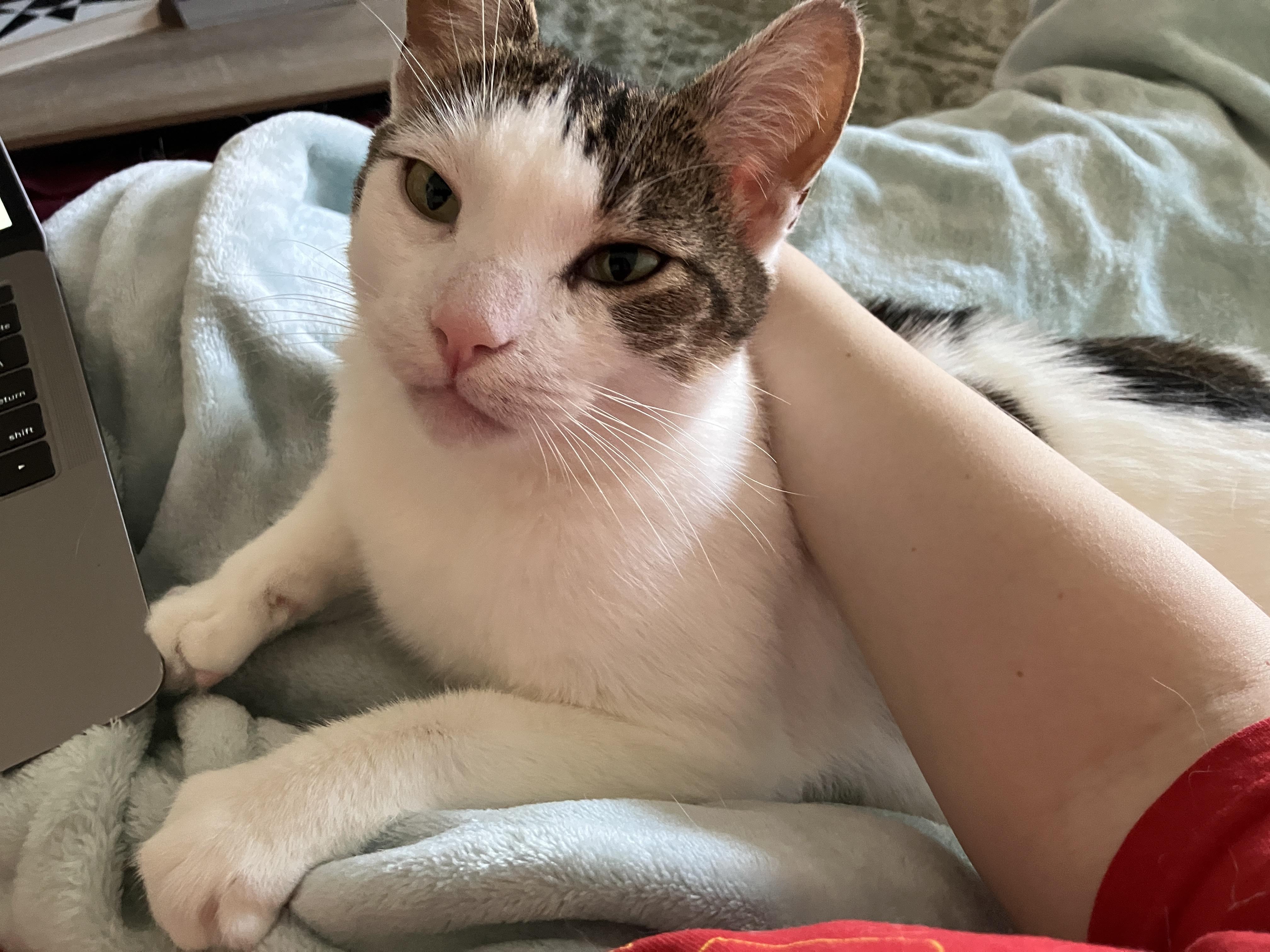Claire, Adult Female Domestic Short Hair