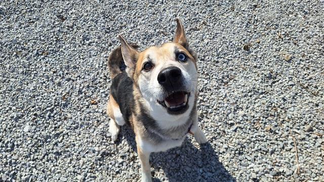 Enlarge BUTTER, a Adoptable mixed breed in Bowling Green, OH image 1/1