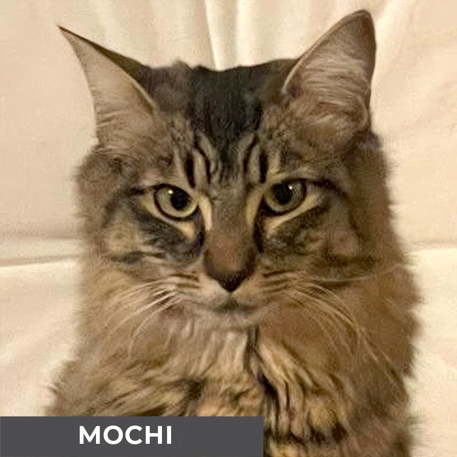 Enlarge Mochi, a ADOPTABLE Domestic Medium Hair in Etobicoke, ON image 1/5