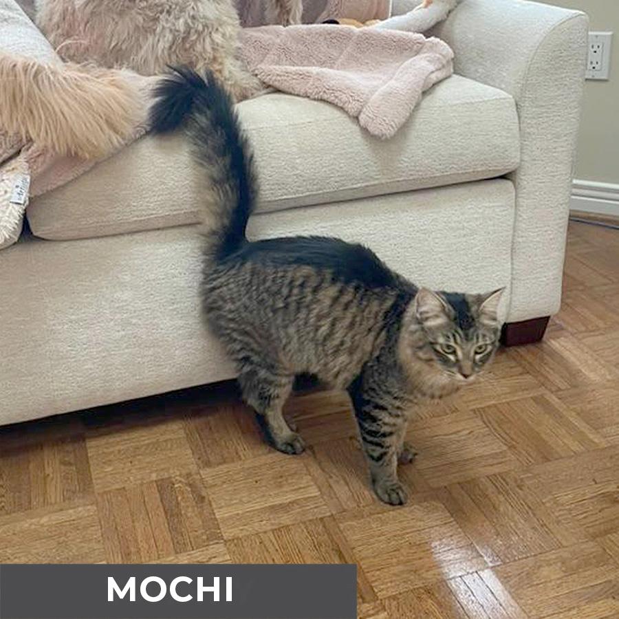 Enlarge Mochi, a ADOPTABLE Domestic Medium Hair in Etobicoke, ON image 5/5