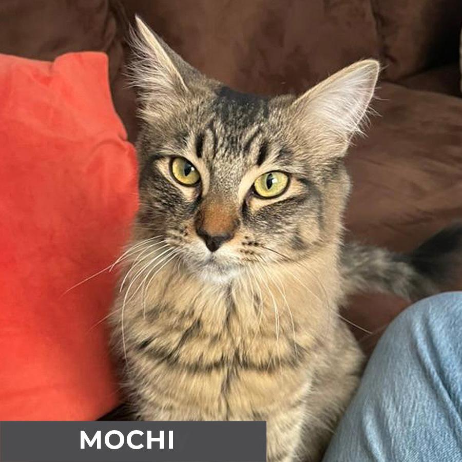 Enlarge Mochi, a ADOPTABLE Domestic Medium Hair in Etobicoke, ON image 3/5