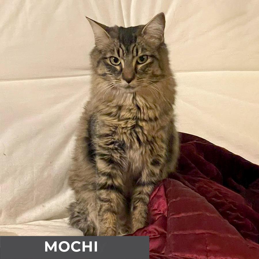 Enlarge Mochi, a ADOPTABLE Domestic Medium Hair in Etobicoke, ON image 4/5