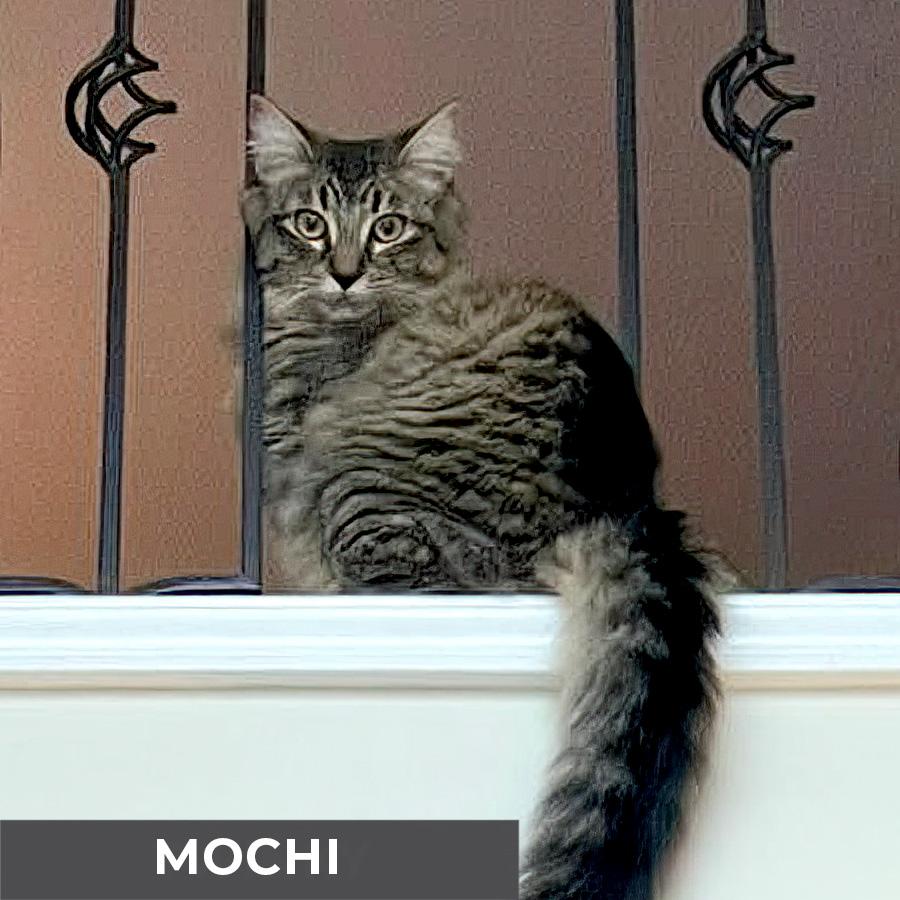 Enlarge Mochi, a ADOPTABLE Domestic Medium Hair in Etobicoke, ON image 2/5