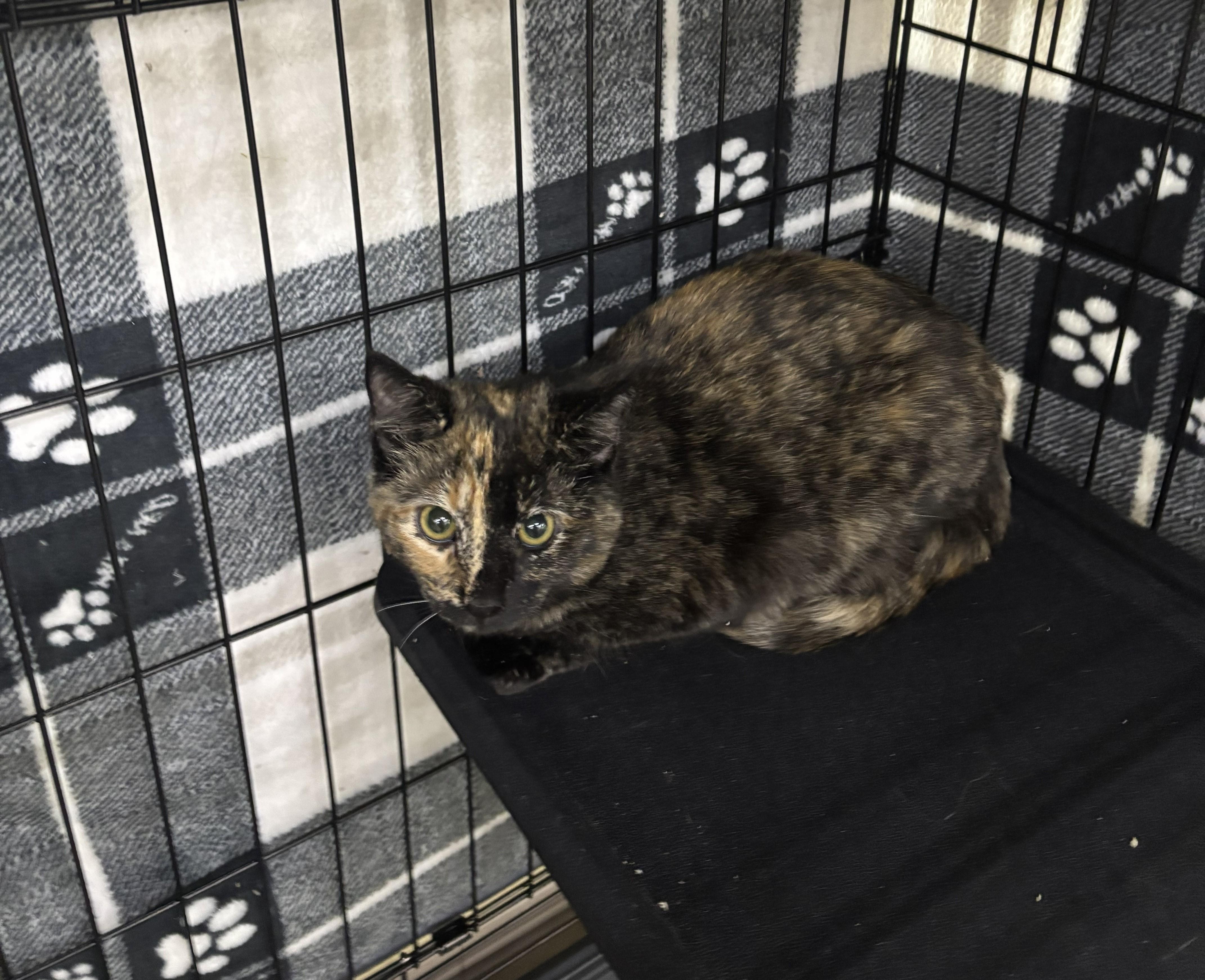 Enlarge Umi, a Adopted Domestic Short Hair in Allison Park, PA image 1/1