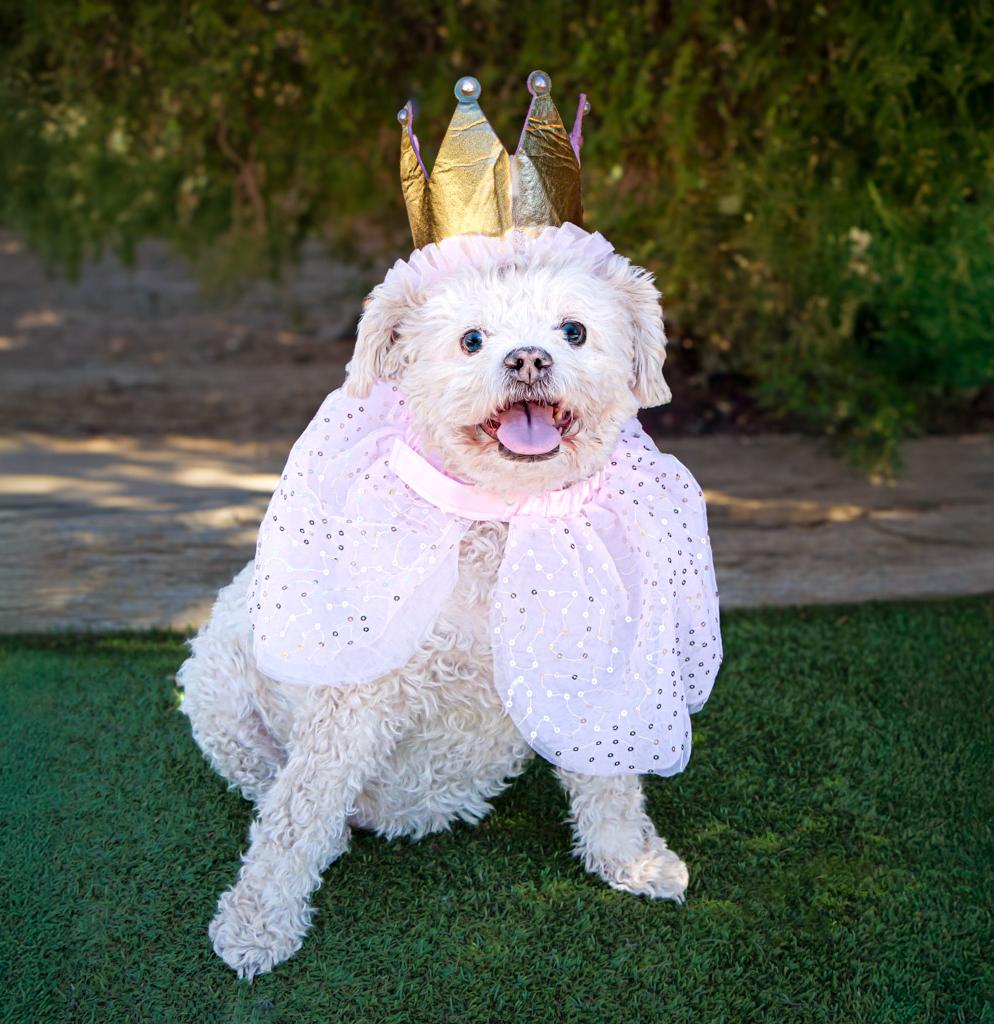Lovely Lil Lucinda ~ Precious Poodle !, a Adoptable Poodle in Albuquerque, NM image 2/6
