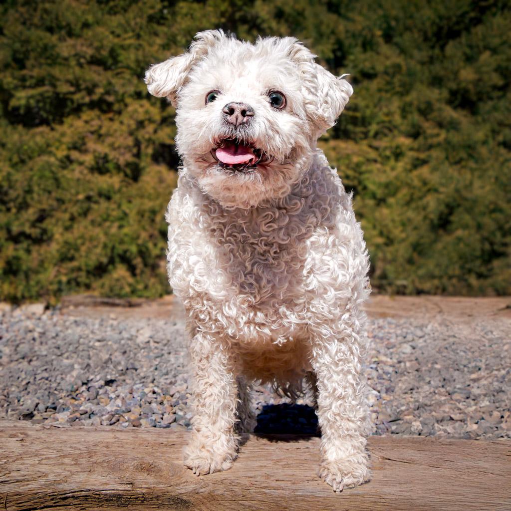 Lovely Lil Lucinda ~ Precious Poodle !, a Adoptable Poodle in Albuquerque, NM image 3/6