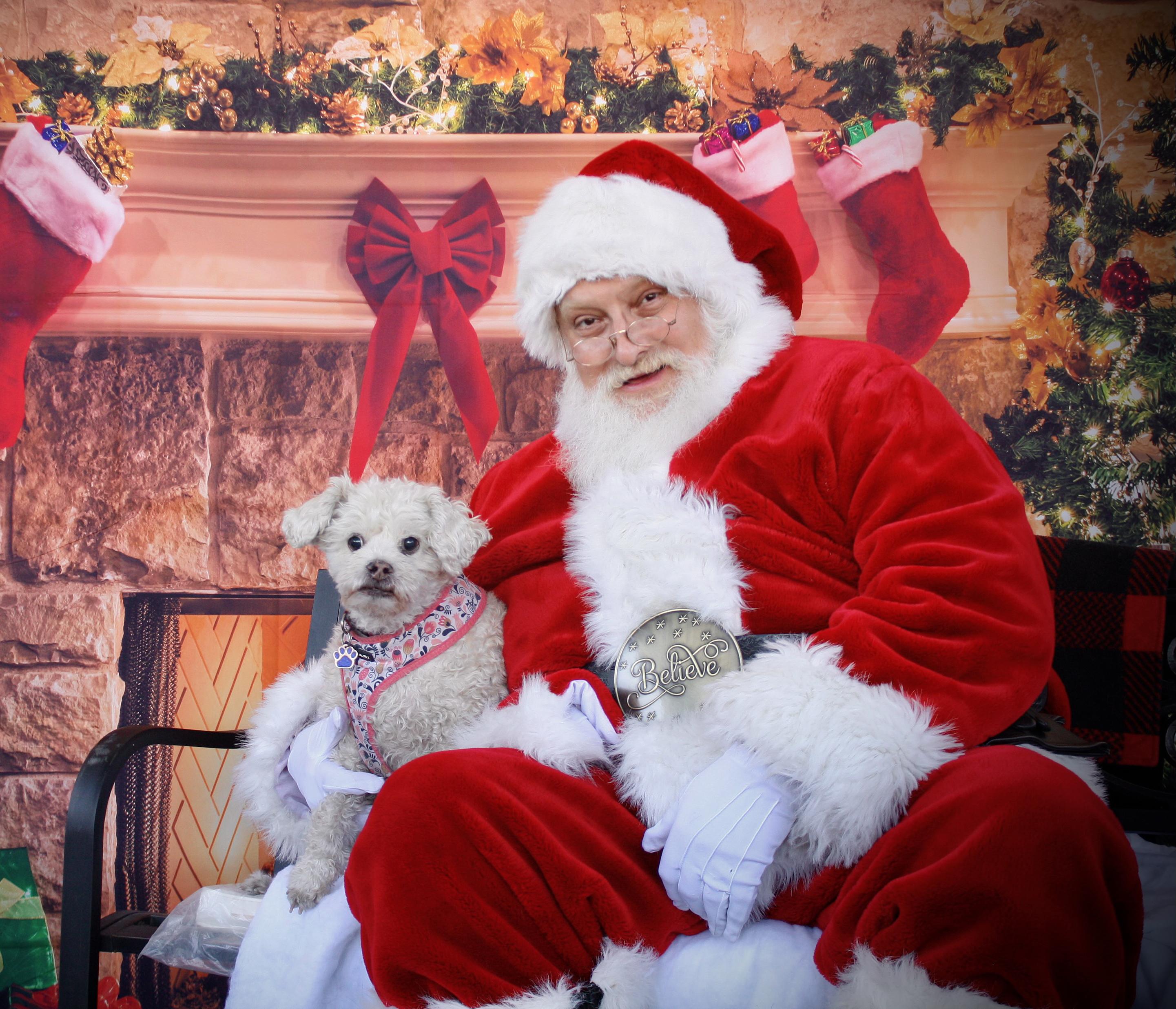 Lovely Lil Lucinda ~ Precious Poodle !, a Adoptable Poodle in Albuquerque, NM image 5/6