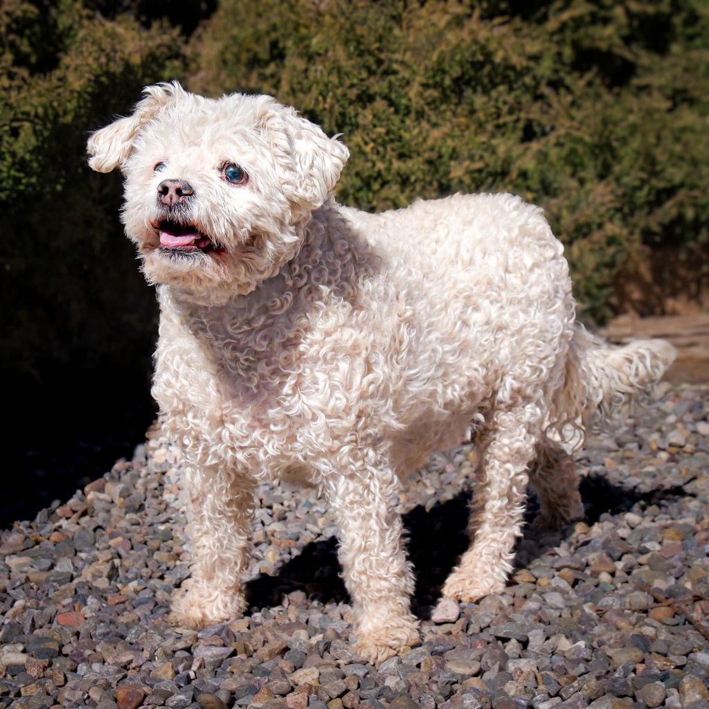 Lovely Lil Lucinda ~ Precious Poodle !, a Adoptable Poodle in Albuquerque, NM image 4/6