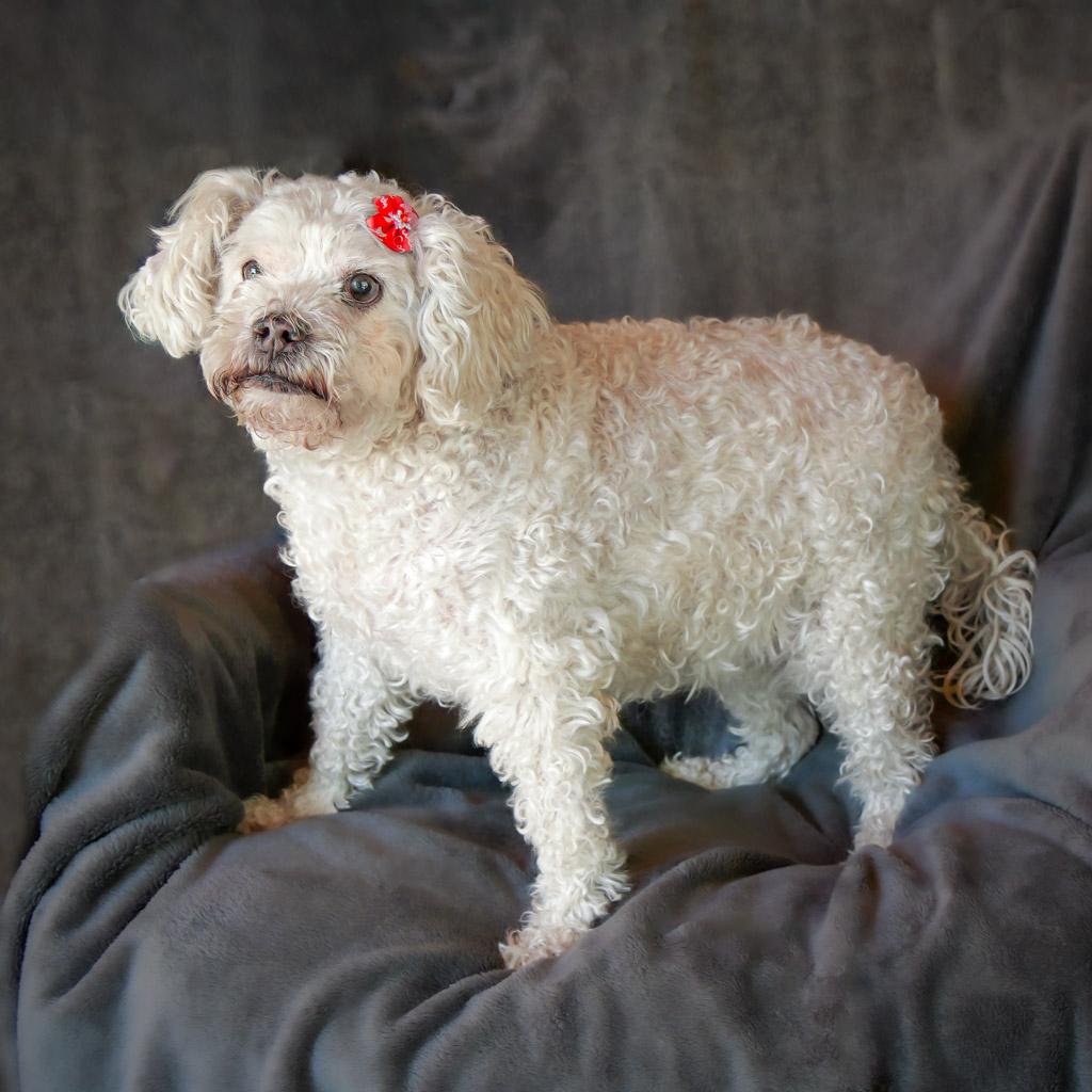 Lovely Lil Lucinda ~ Precious Poodle ! 6