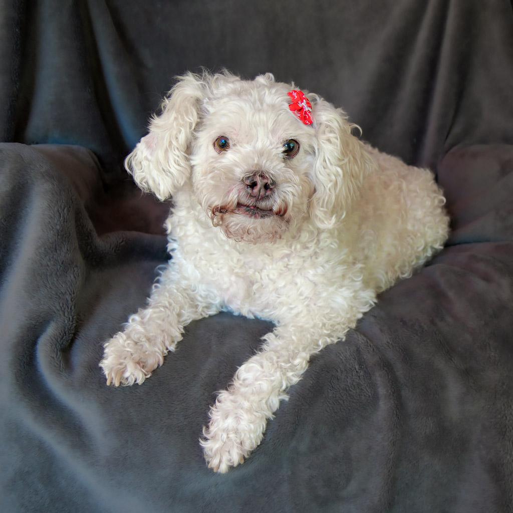 Lovely Lil Lucinda ~ Precious Poodle !, a Adoptable Poodle in Albuquerque, NM image 1/6