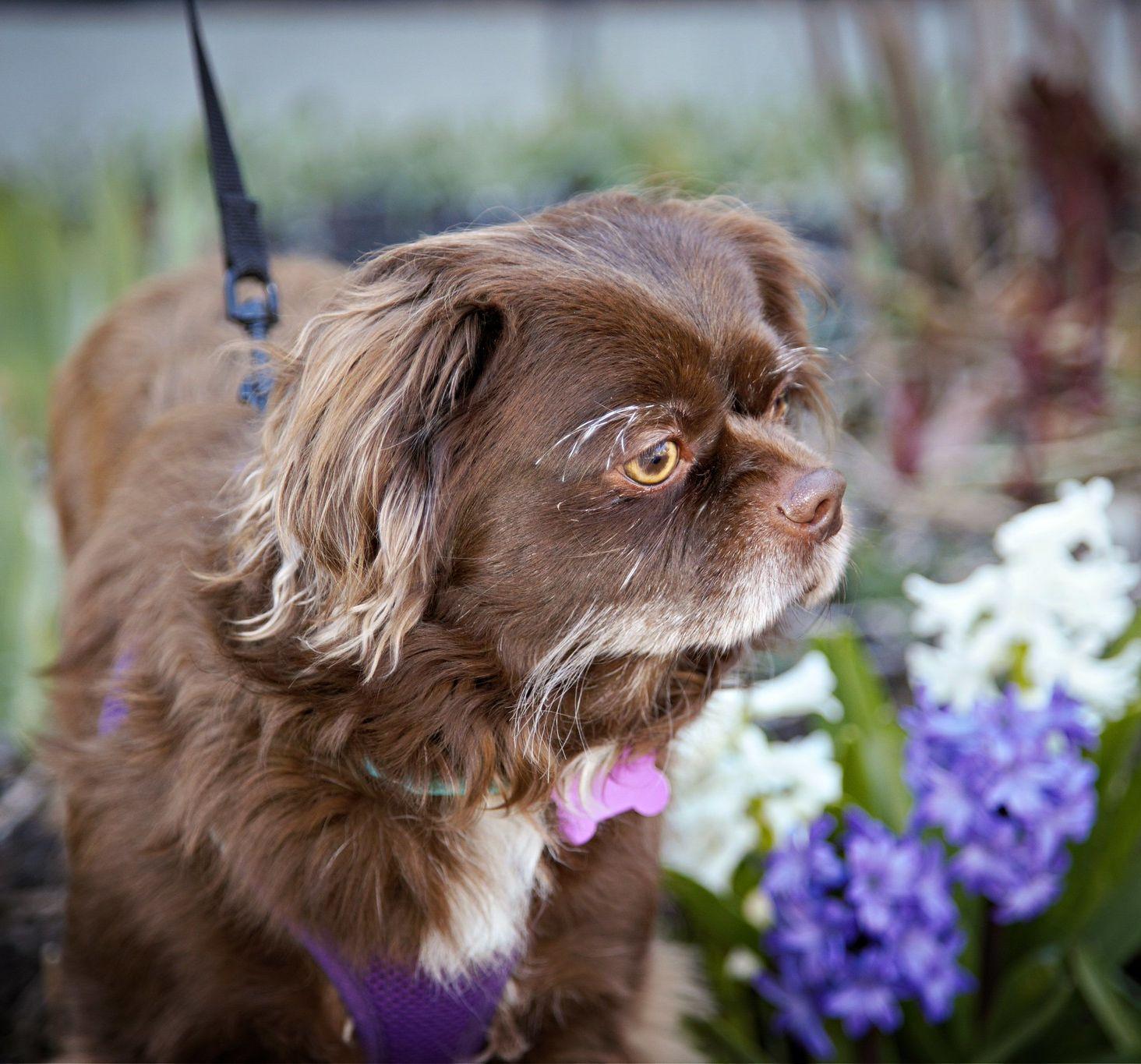 Teddy, a ADOPTABLE mixed breed in Ellicott City, MD image 4/6
