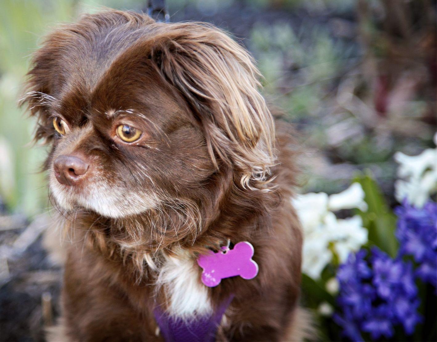 Teddy, a ADOPTABLE mixed breed in Ellicott City, MD image 5/6