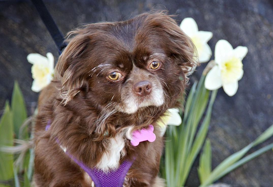 Teddy, a ADOPTABLE mixed breed in Ellicott City, MD image 1/6