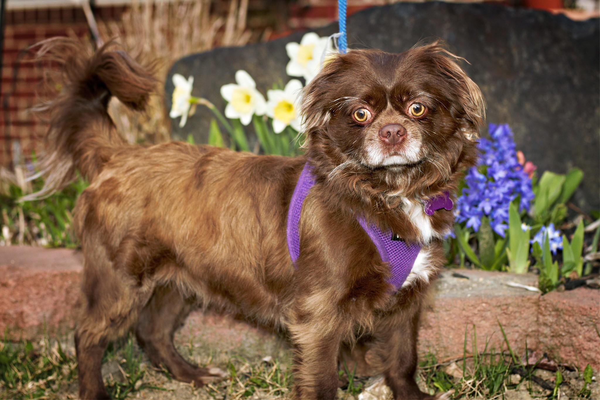 Teddy, ADOPTABLE, Adult Male Shih Tzu & Poodle.