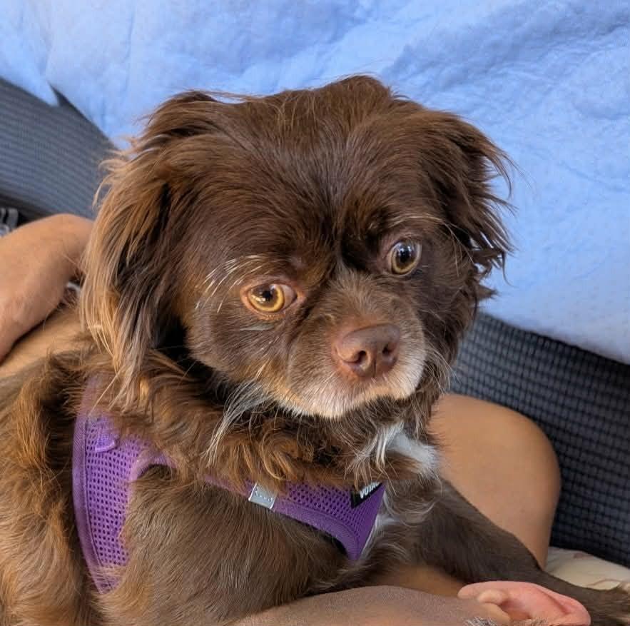 Teddy, a ADOPTABLE mixed breed in Ellicott City, MD image 6/6