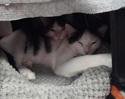 Mouse, Adoptable, Adult Female Domestic Short Hair & Domestic Short Hair.