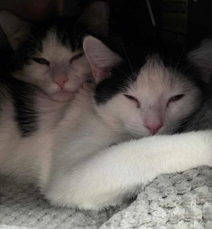 Enlarge Mouse, a Adoptable mixed breed in Shawano, WI image 2/2