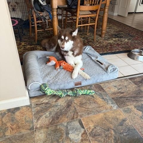 Enlarge Nova, a Adoptable Siberian Husky in Steubenville, OH image 4/5