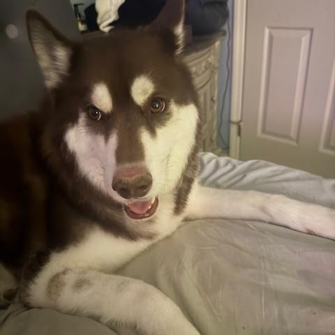 Enlarge Nova, a Adoptable Siberian Husky in Steubenville, OH image 3/5