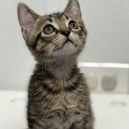 Enlarge Orion, an adopted mixed breed in Tinley Park, IL image 3/3